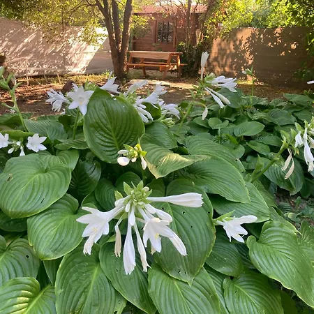 Theodor Tomaj 3bdr Ac Garden Terrace * باداتشونيتوماي